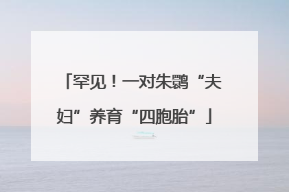 罕见！一对朱鹮“夫妇”养育“四胞胎”